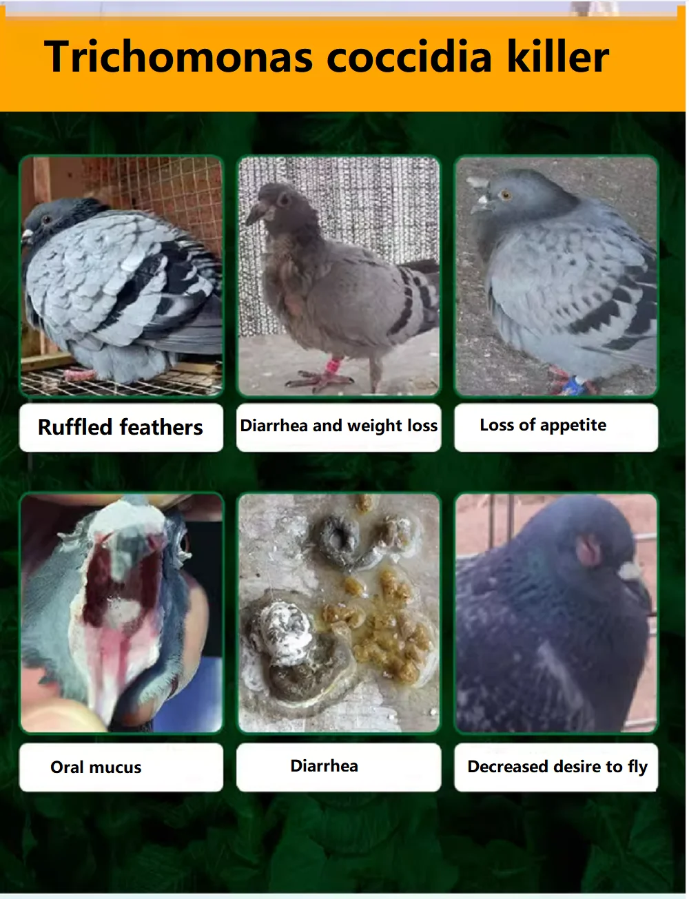 100 قرص/صندوق Trichomonas Pigeon Coccidia 2 في 1 Infection Nodular Stool Disorders الجهاز الهضمي