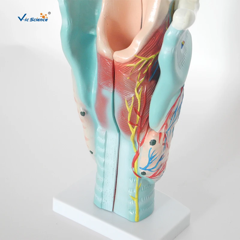 Magnified Human Larynx Model Human Teaching Brain Mantle Function Position Head Brain Anatomy Model