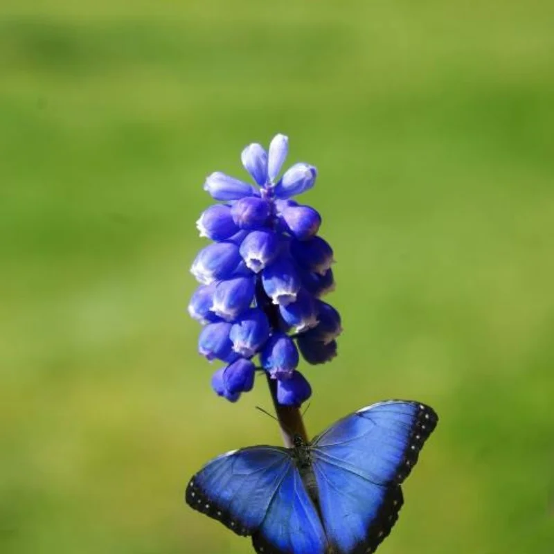 

4pcs OD 52mm 1.0" Metal Beadlock Wheel Tire Set For 1/18 RC Crawler Car TRX4M SCX24 Upgrade Parts Accessories