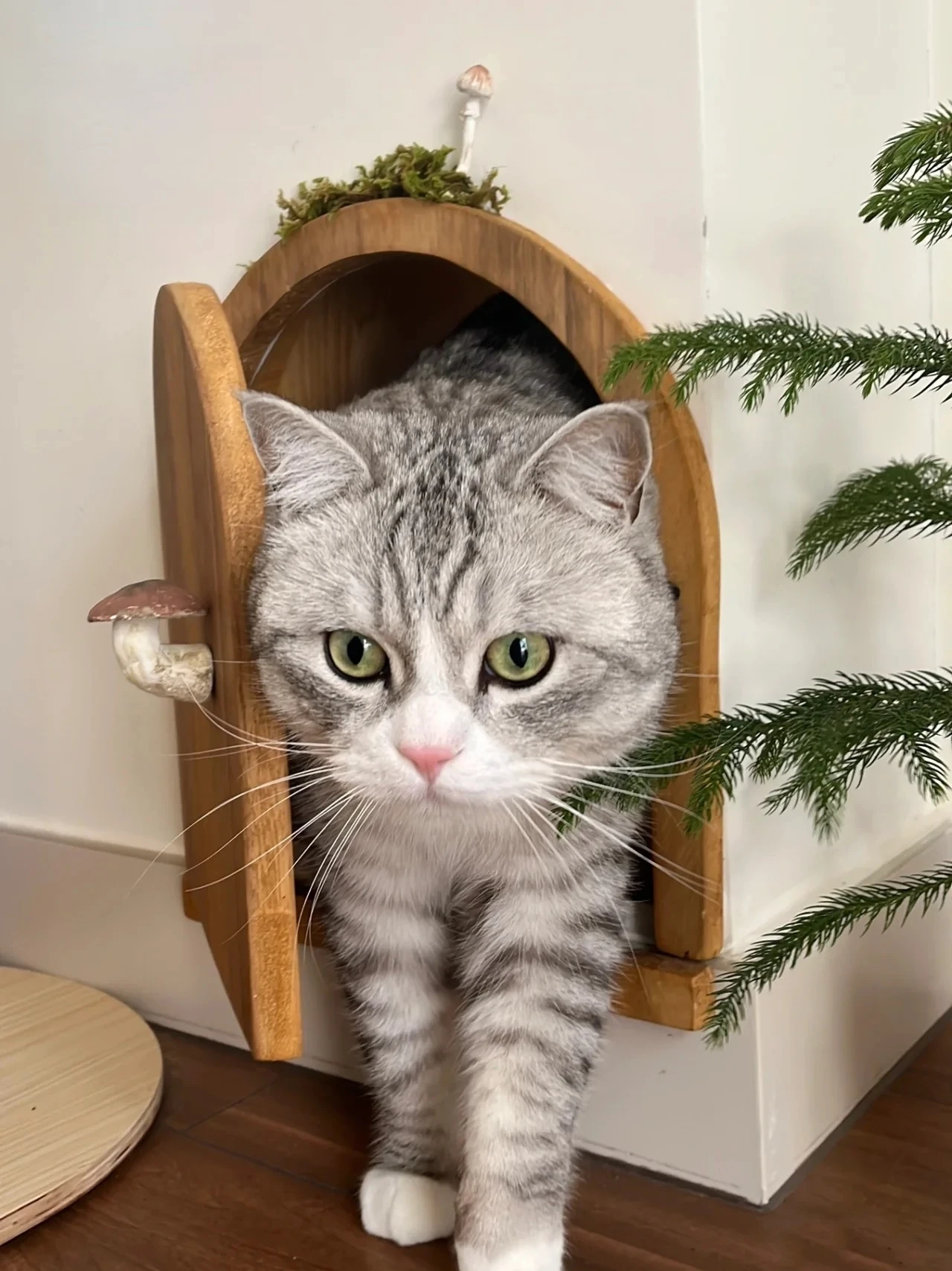 Designer's cat door allows for free entry and exit in the bedroom,with silent entry and exitWall openings are made in solid wood