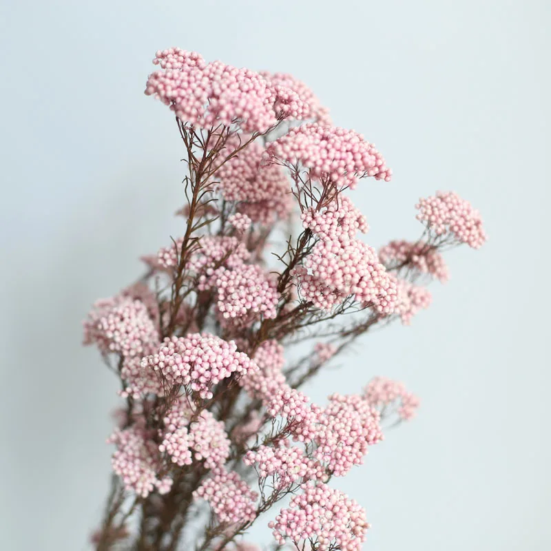 50g Eternal Dry Rice Flower Millet Flowers Heads DIY Home Wedding Arrangement Party Decor Natural Centerpieces Decoration