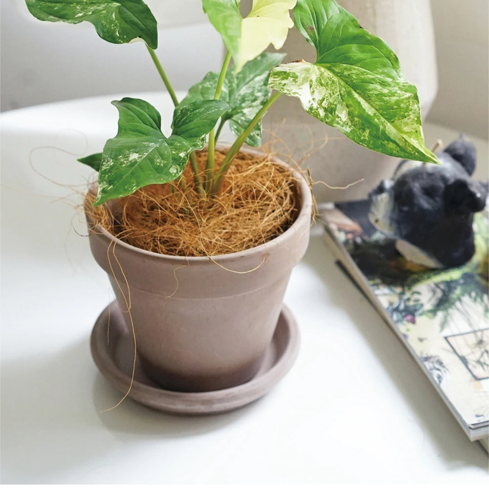 Новое постельное белье для домашних животных, 50/100 г, стандартное кокосовое волокно, Орхидея, защита от насекомых, защита растений, поддержание температуры почвы