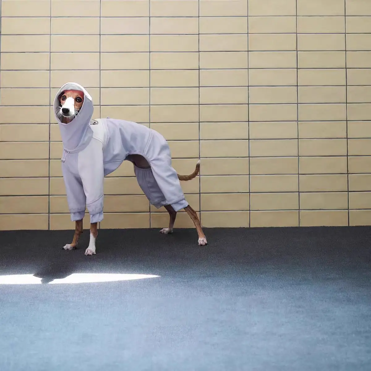 Thumbnail 4 - #38 Budget Puppy Coats for Smart Shoppers