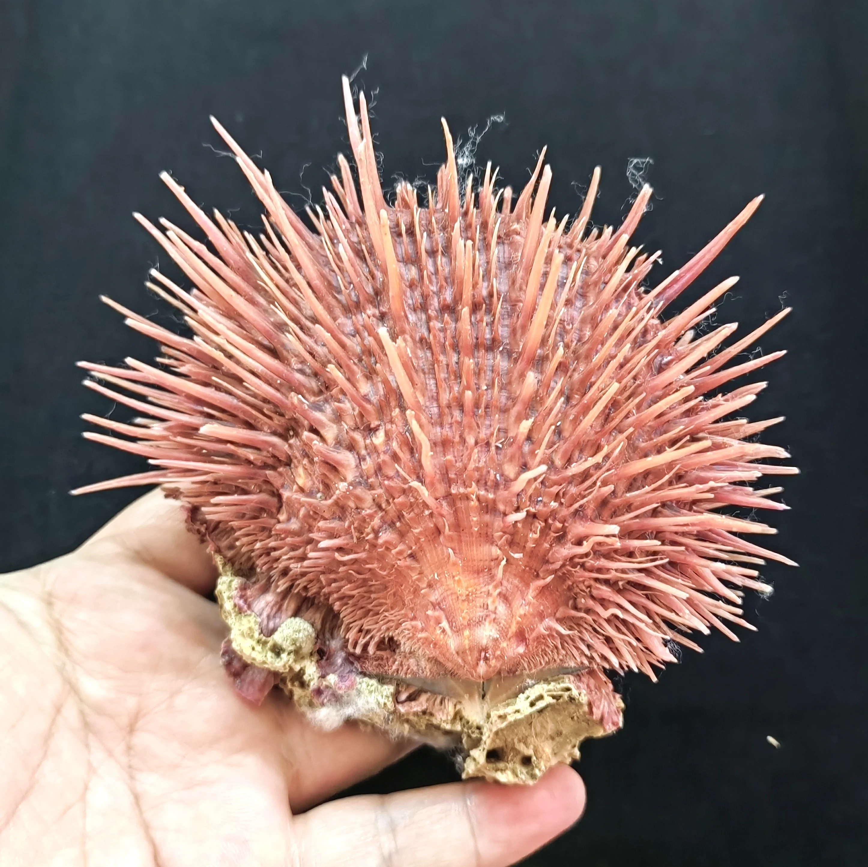 10cm Natural Thorny Oysters Conch Seashell Gift Aquarium Decoration Christmas Decoration Pink Spondylidae Goat Sea Chrysanthemum