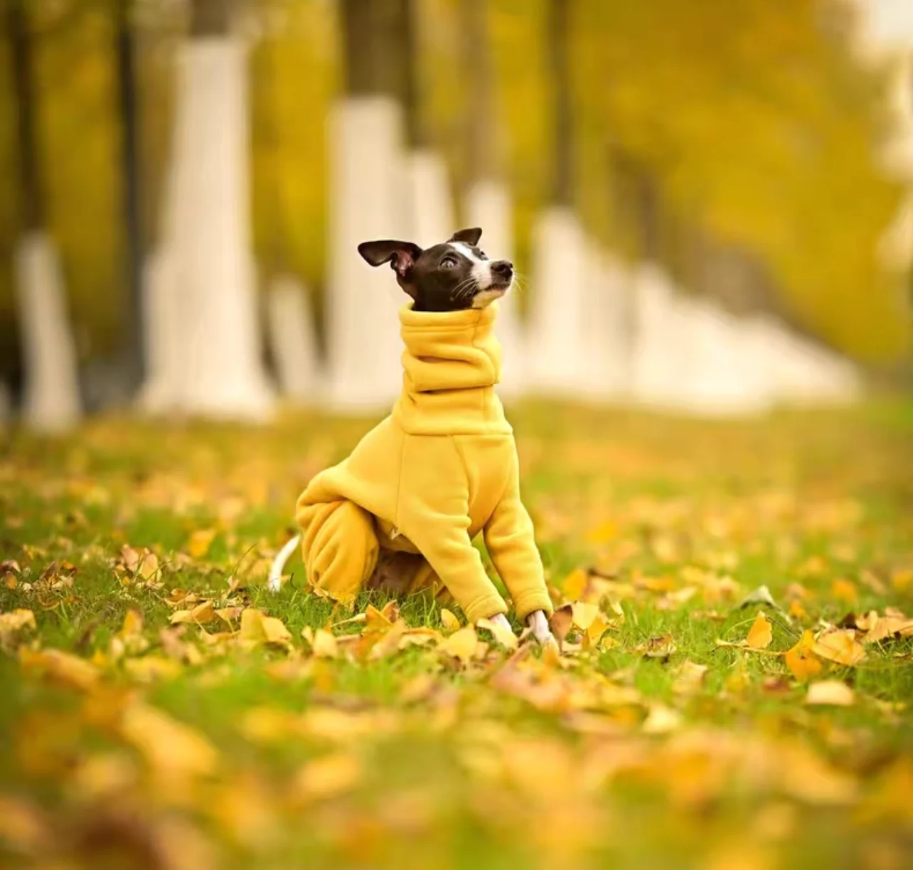 Spring Winter Fleece Jumpsuit for Italy Greyhound Fashion Soft 4-legged High-Neck Yellow Coat for Whippet Pet Supplier