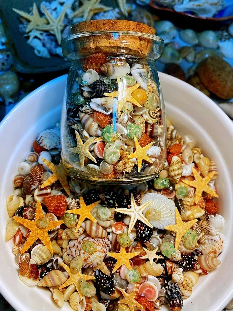 Twelve Kinds of Shell Conch + Starfish, Abalone Shell + Glass Sand Combination