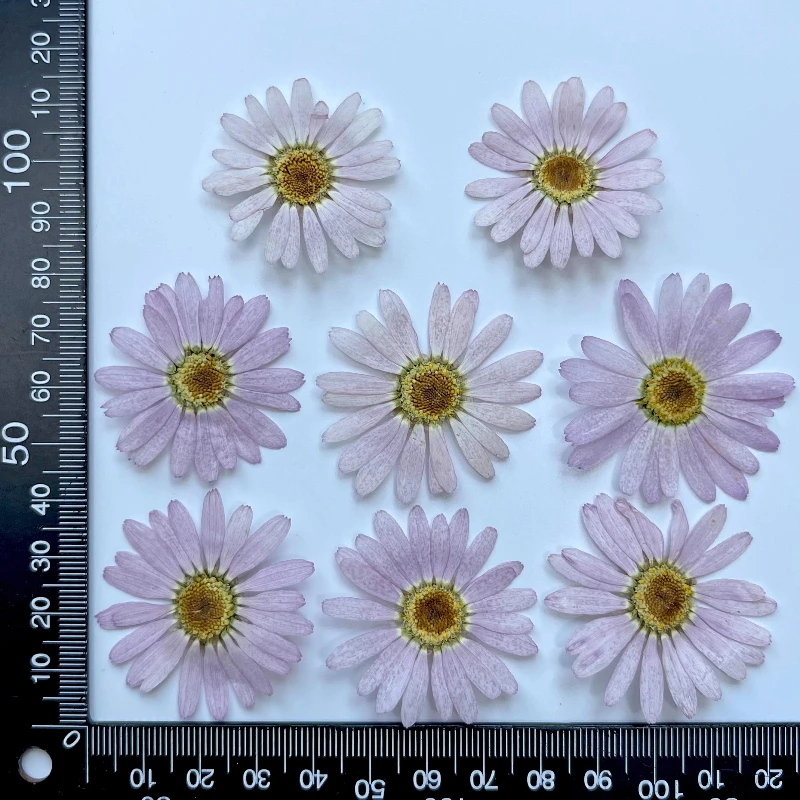 8 قطع، زهور مارغريت المجففة المضغوطة |   إشارة مرجعية لتزيين الوجه، إطار صورة، عينة نباتية، حرفة الوالدين والطفل في رياض الأطفال