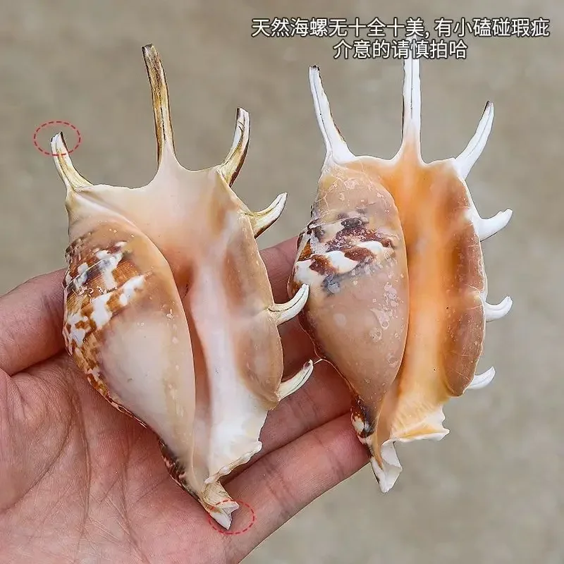 Seven-horned Snail Polyclawed Snail Natural Conch Science Specimen Collection Home Decoration