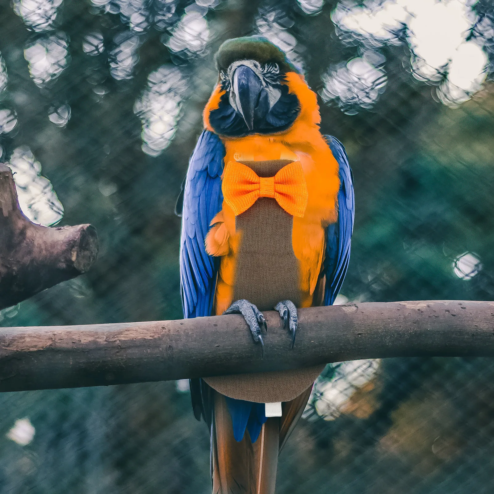 

Charming Parrot Diaper Bird Clothes Flight Suit Nappy Bow Decor for Pet Birds Cockatiel Lovebirds Bird Diaper Flight Suit