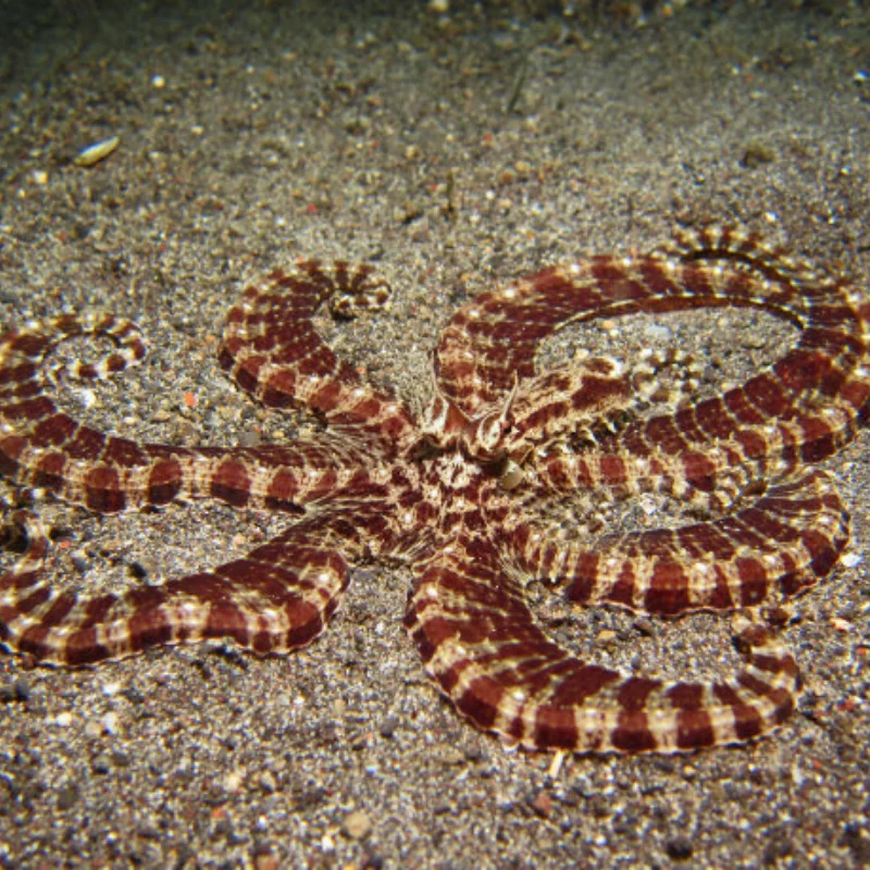 

Carbon Fiber Center Gearbox Guard Plate for Losi LMT 4WD Solid Axle Monster Truck 1/8 RC Car Upgrade Parts Accessories