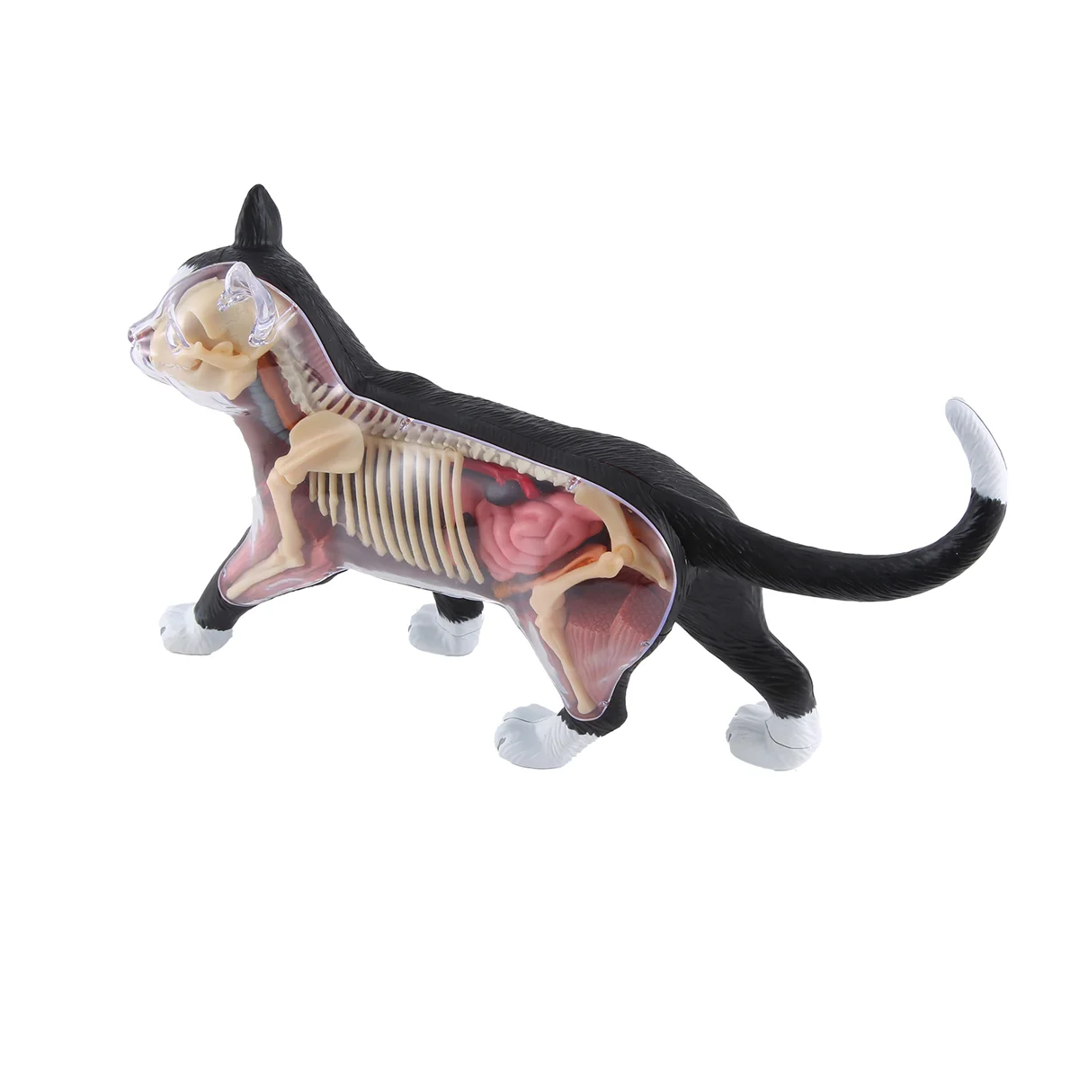 A51I Tier Orgel Anatomie Modell 4D Katze Intelligenz Montage Spielzeug Lehre Anatomie Modell DIY Geräte