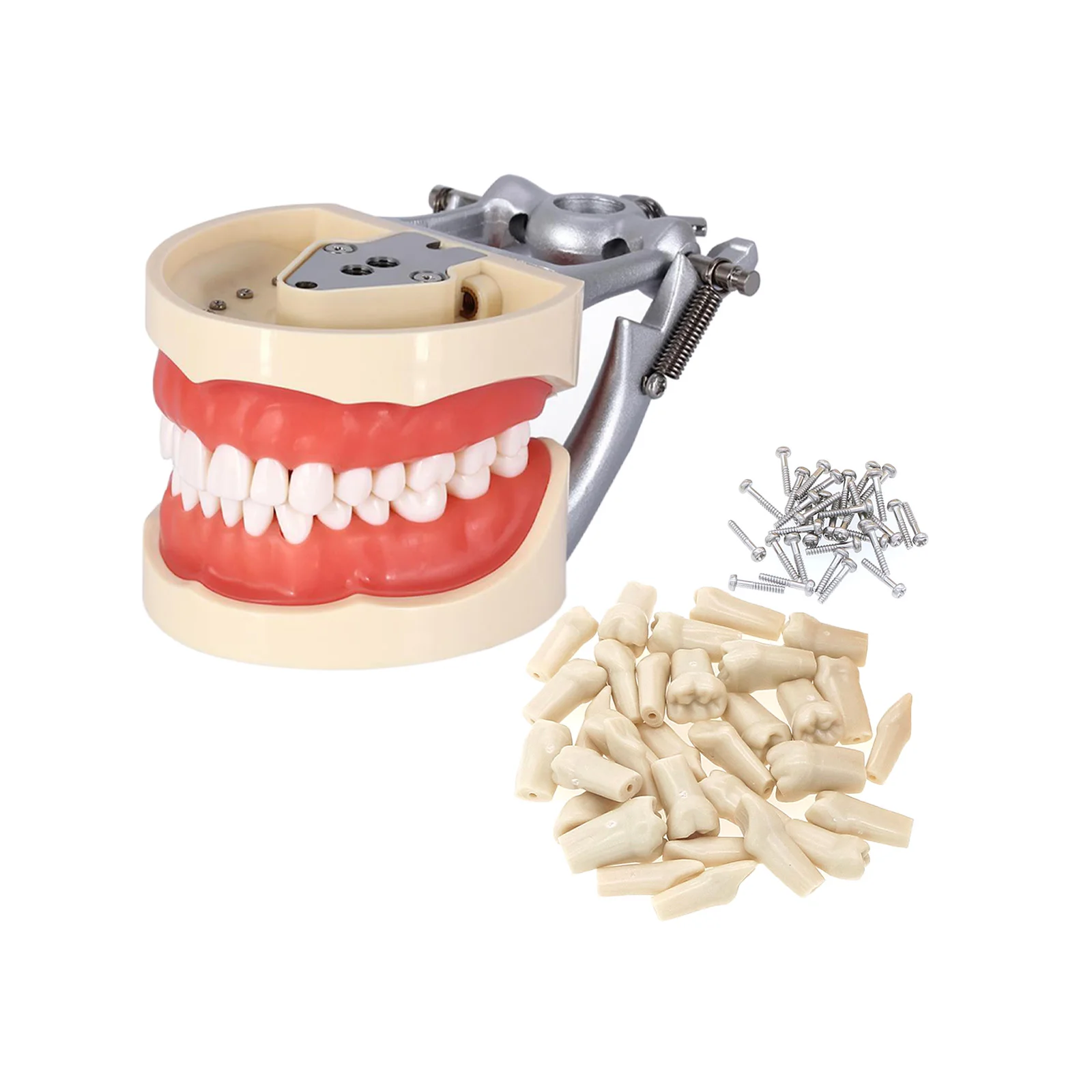 Dental Typodont Kilgore Nissin 500 Type Removable 32Pcs Simulation Cheek Student Oral Teaching Practice Teeth Model