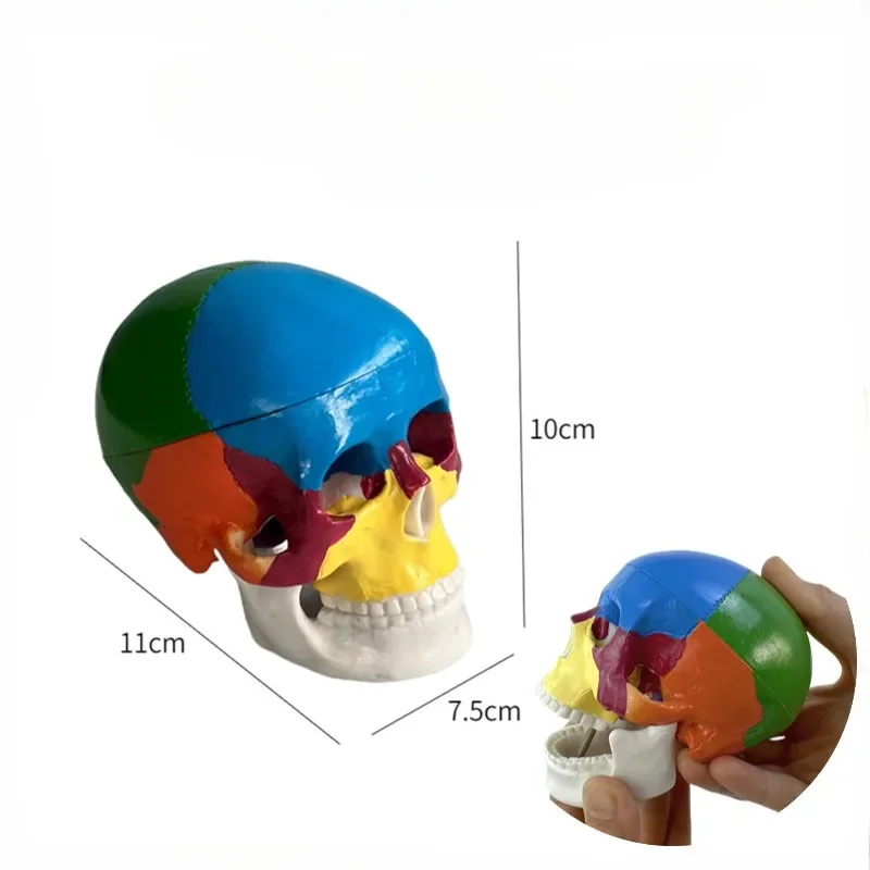 

2 parts Mini Colored Assembly Human Anatomy Head Skull Medical Skeleton Model,Half Normal Size School Student Nurse Learning