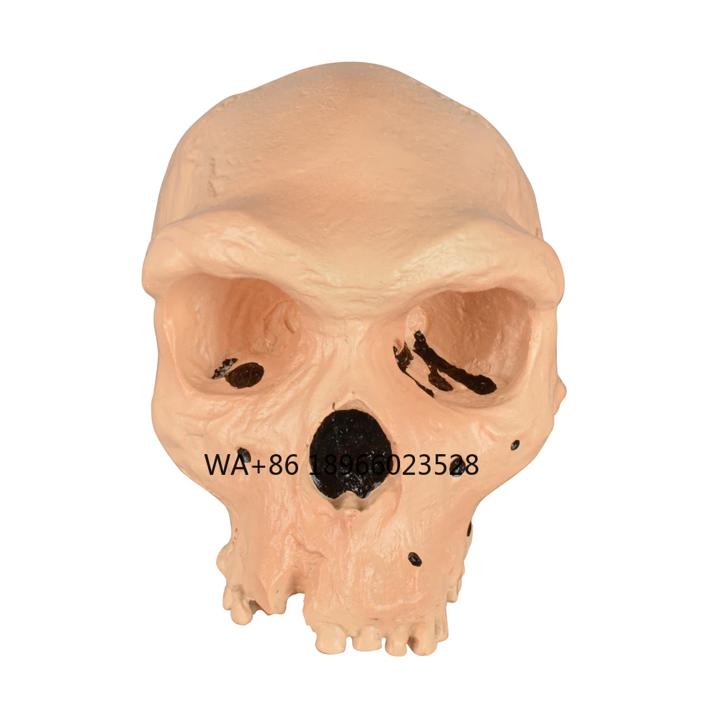 modele-de-crane-pour-la-demonstration-educative