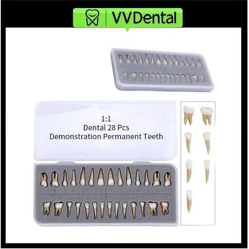 

28 шт. VV Dental 1: 1 демонстрация постоянных зубов, обучающая модель для обучения, обучающая модель для стоматолога, имплантата