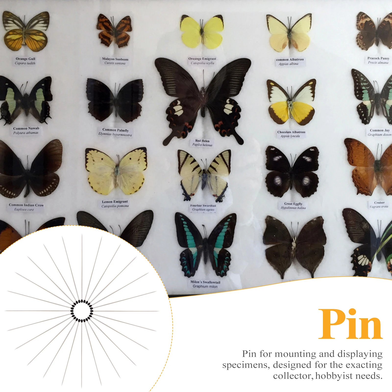 

200pcs Specimen Needles Stainless Insect for Collecting Displaying Various Size Specimens Long Term Tools