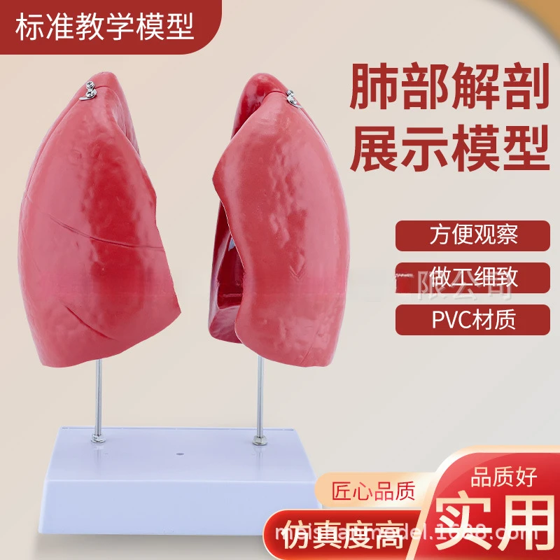 Human lung anatomy model, pulmonary bronchial respiratory system structure, medical teaching aid model