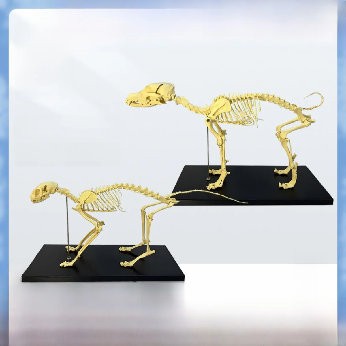 

Detachable Dog Skeleton Model Pet Hospital Decorations Animal Teaching Aids for Veterinary Medical Schools Eonal Toys
