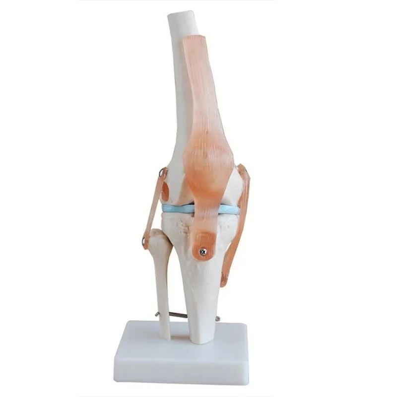 1:1 Lifesize Human Knee Joint Anatomy Model Medical Science Teaching Resources Dropshipping