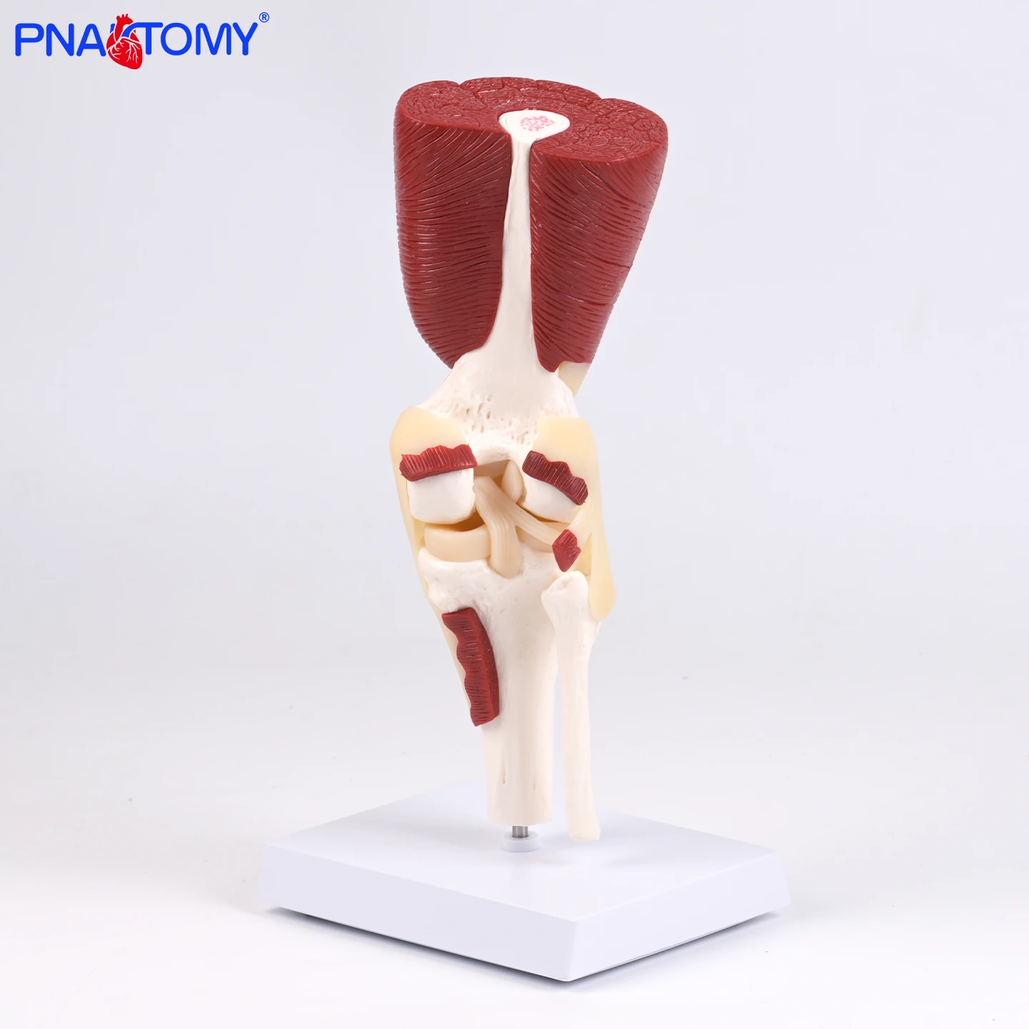 

Knee Joint with Muscles Anatomy Model Quadriceps Hamstrings Ligaments 3D Anatomical Teaching Tool for Knee Musculature