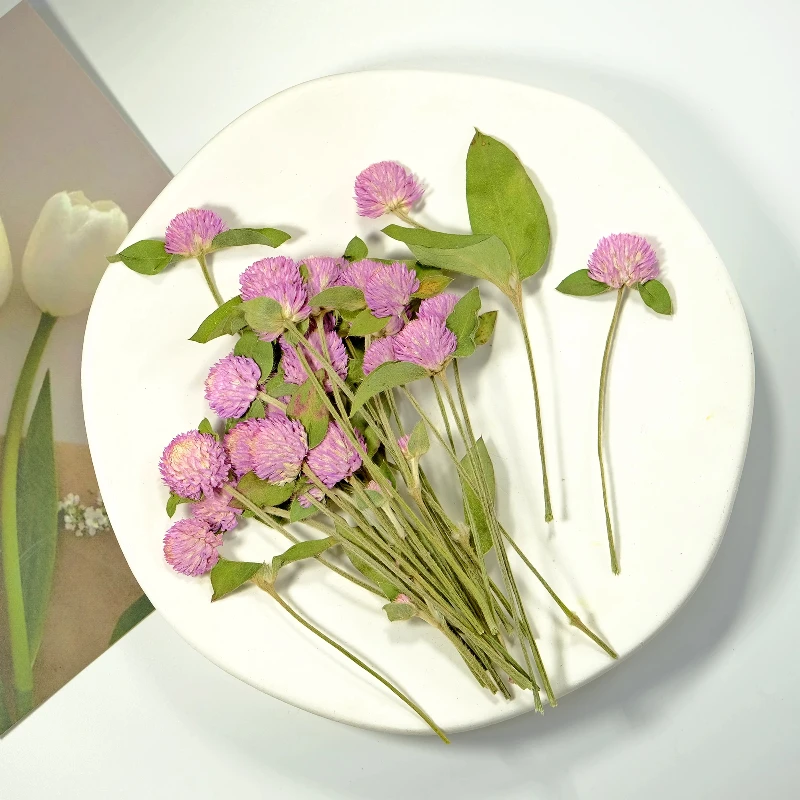 12 Stück, Natur Gomphrena Globosa L Trockenblume Geprägt Zweig Rosa Blume Lila Pflanze Handgemachte Pflanze Fotorahmen DIY Urlaubskarte – Detail 6