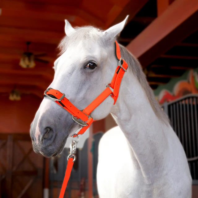 

Waterproof Horse Halter Rainbow Glitter Leather Hybrid Vegan Multicolor PVC Fancy Heavy Duty Style Brass Lead Chain Customizable
