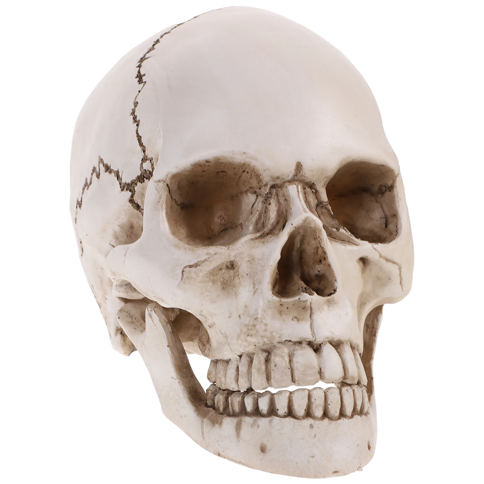 Human Skull Model Anatomical and Tracing Use Small Halloween Decor Outdoor for Medical Resin Ghost Decorations