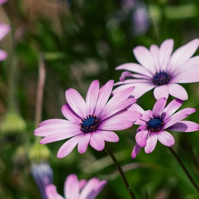 

Полная трубчатая рама, металлическое шасси, металлический каркас для гусеничного грузовика с дистанционным управлением 1/10, осевой SCX10 II 90046 90047