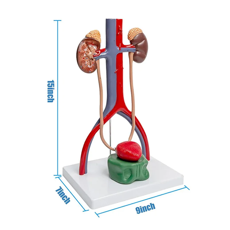 Urinary System Anatomy Model Removable Bladder Ureters Reproductive System Medical Science Teaching Anatomical Model