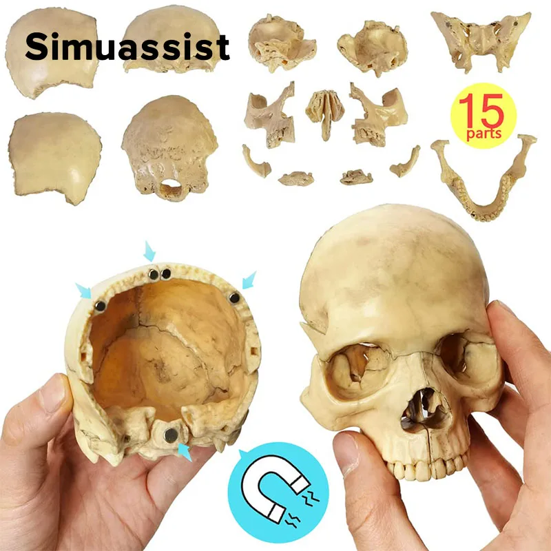 15PCS/SET 4D Disassembled Classic Skull Anatomical Model Detachable Medical Teaching Tool