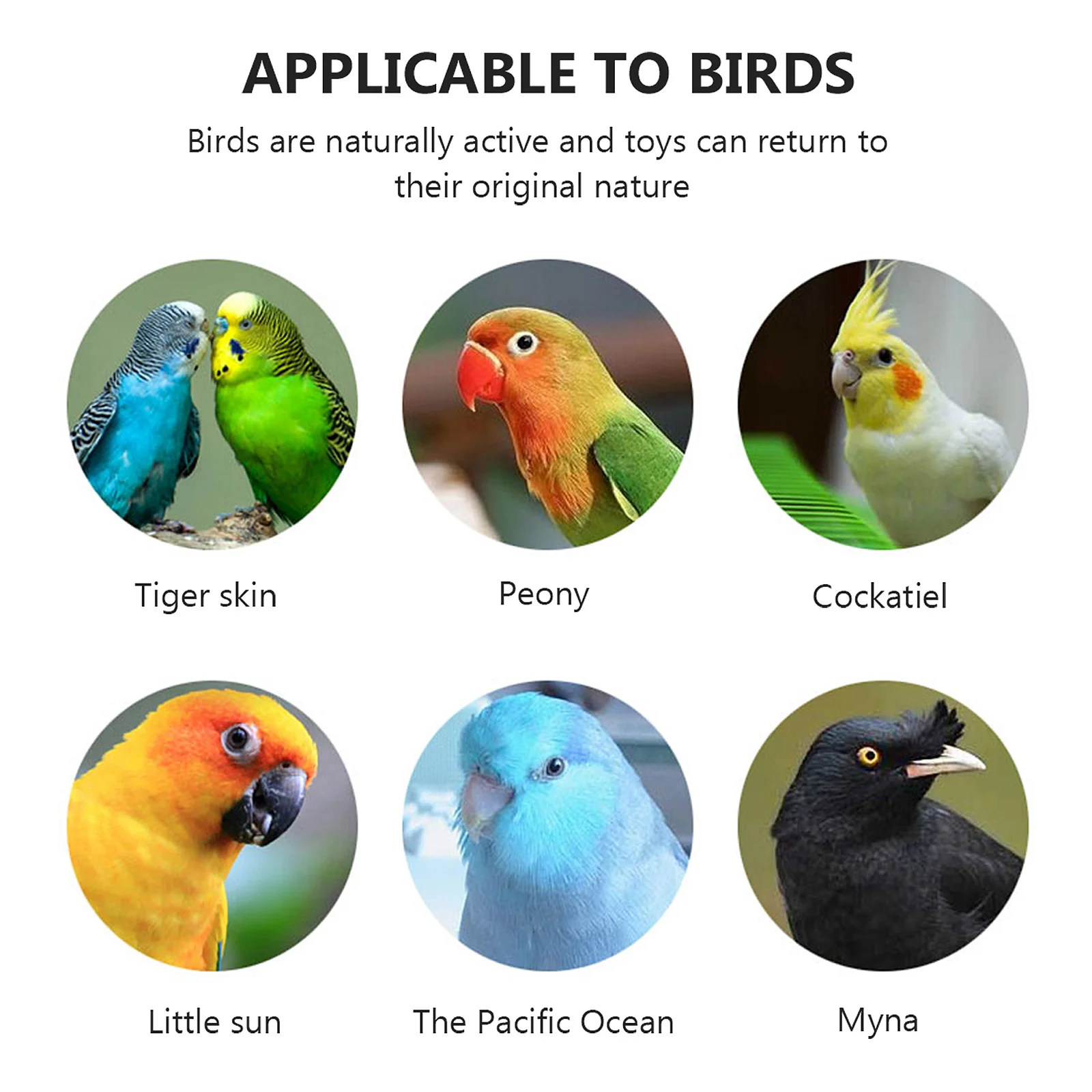 

4Pcs Parrot Standing Rods Premium Stainless Steel Wood Beak Grinding Bird Perch for Cage Playground Activity Exercise