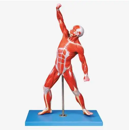 

Human Muscles Anatomy Model In Motion State 50CM Tall