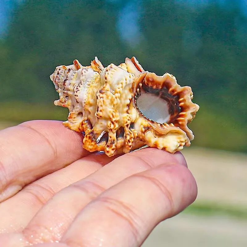 Black-mouthed Frog Snail Rare Specimen Natural Small Conch Shell Home Collection Ornament Fish Tank Landscaping Decoration Free