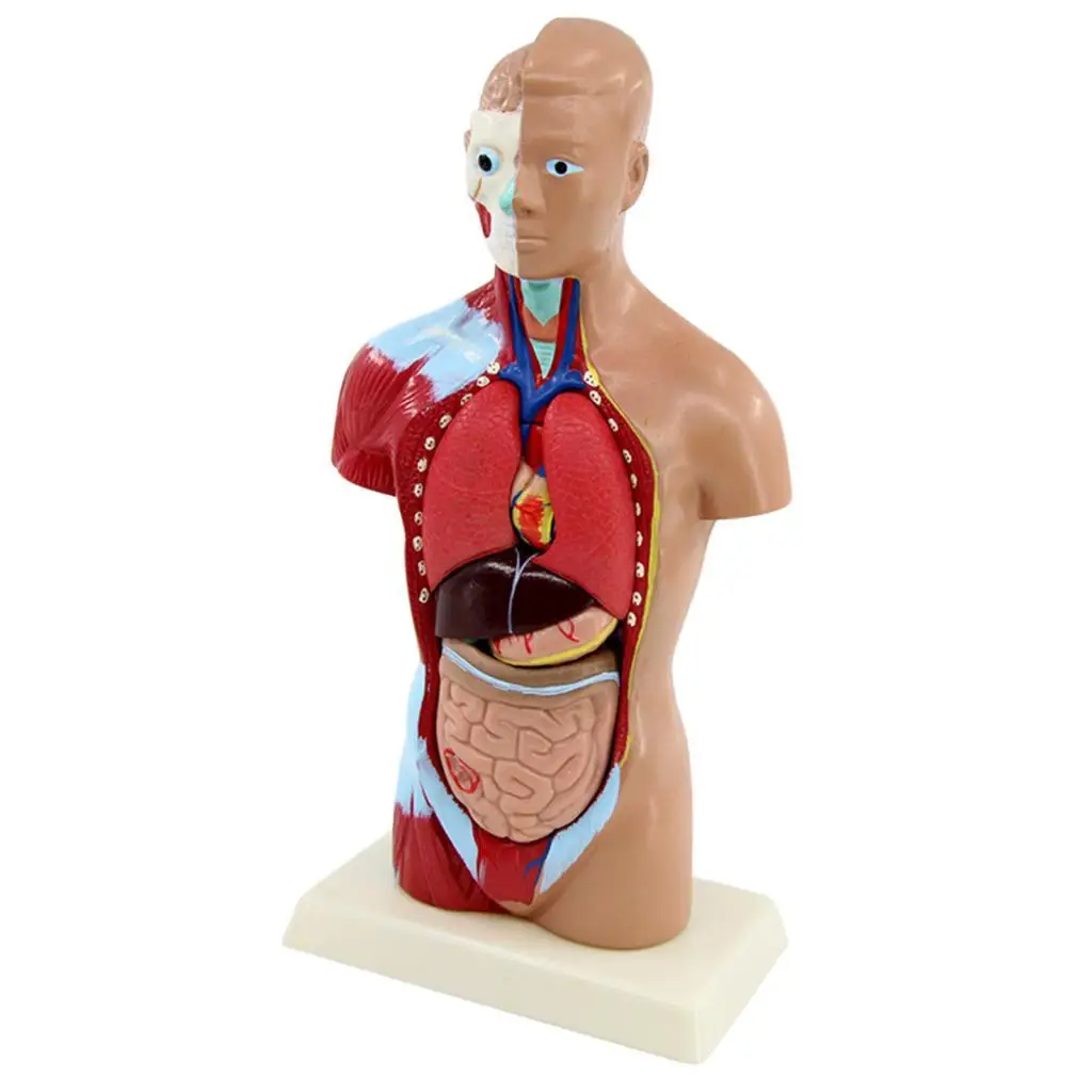 Human Torso Body Anatomy Model Skeleton Visceral Brain Nursing Toy