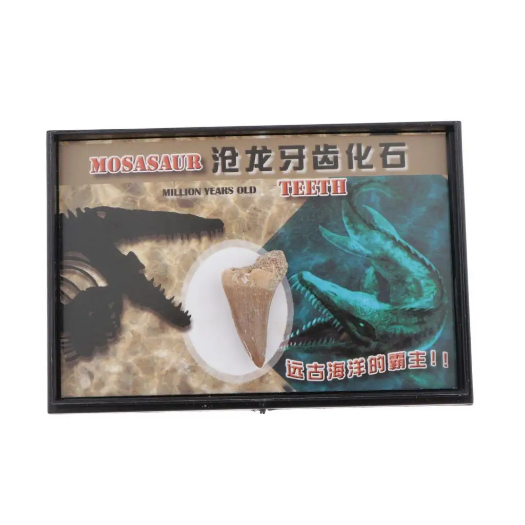 Dinosaur Fossils Collection School Biology Teaching Aids Tool