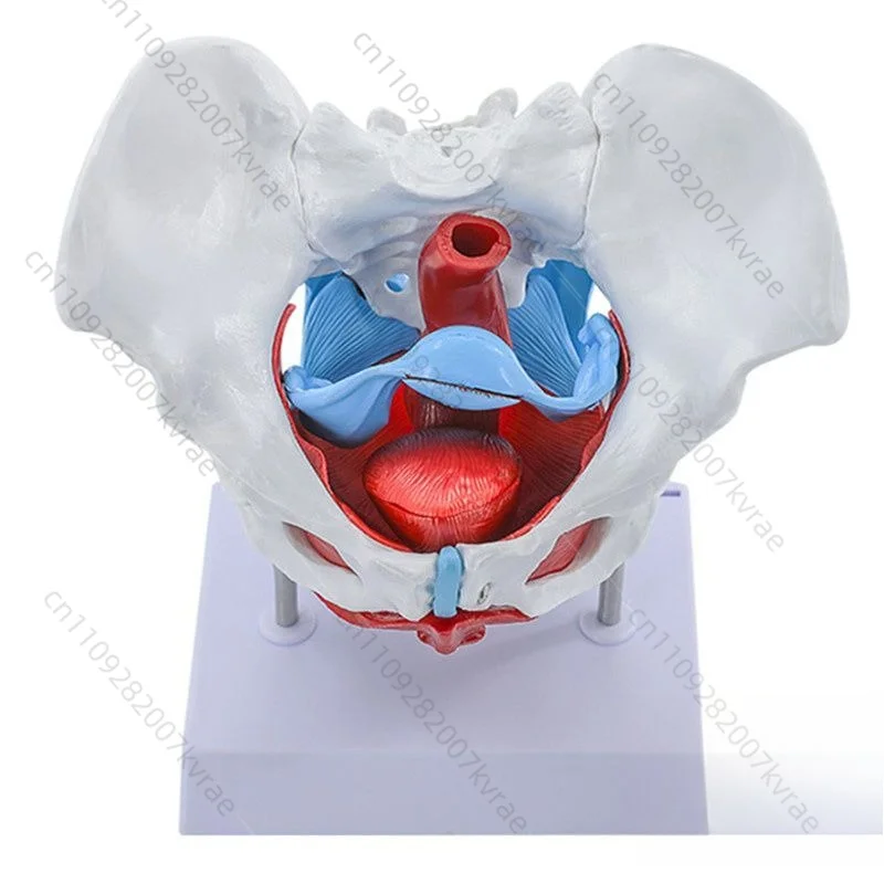 Female Pelvic Tissue Silicone Learning Model, Human Pelvic Structure Teaching Display Tool