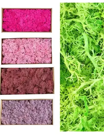 Artificial Green Plants Fake Grass Eternal Life Moss Grassfor Home Living Room Garden Decor Mini Landscape DIY Crafts 200g