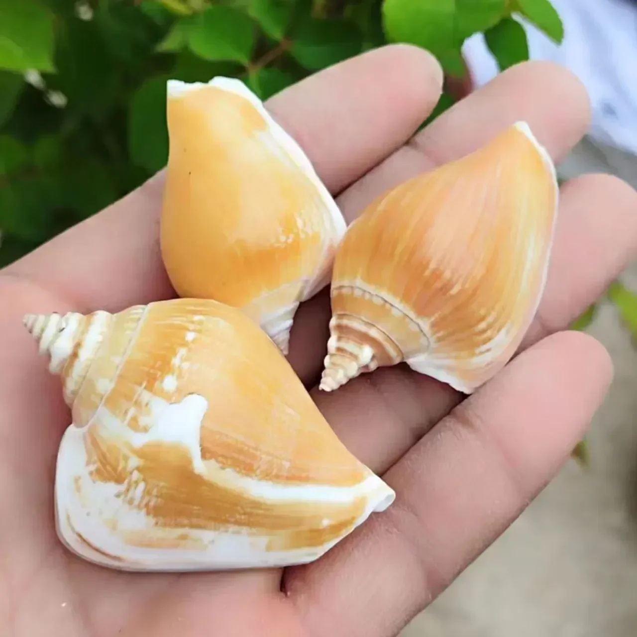 3pcs Natural Conch Shell Crystal Conch Yellow and White Conch Shell Photo Frame Shell Painting Material