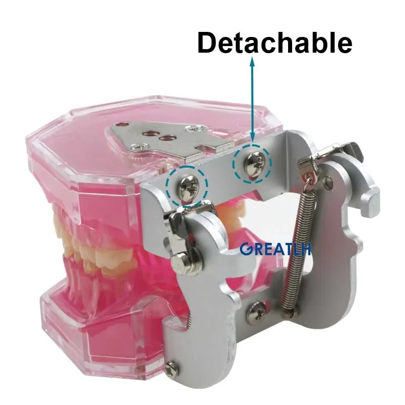Removable Teeth Soft Gum Dental Model Teeth Dental Teaching Study Model TYPODONT Model Dentist Dentistry Products Dental Gift