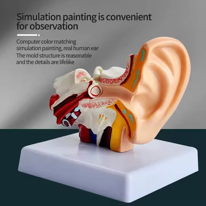 Educational 3D Enlarged Ear Structure Model Clear Ear Canal Inner Demonstration Display Tool For Audiology Customer Presentation