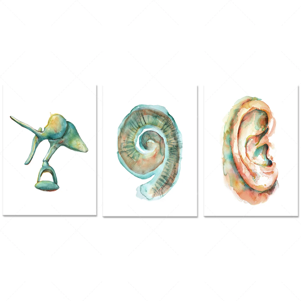 Cochlea, ossicles and ear watercolor art print engraving decorative canvas print poster, gift for doctor