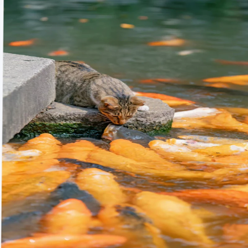 JX Servo PDI-6208MG 8 kg 120 Grad Hochgeschwindigkeits-Metallgetriebe Digital Coreless Standard-Servomotor für RC-Automodell