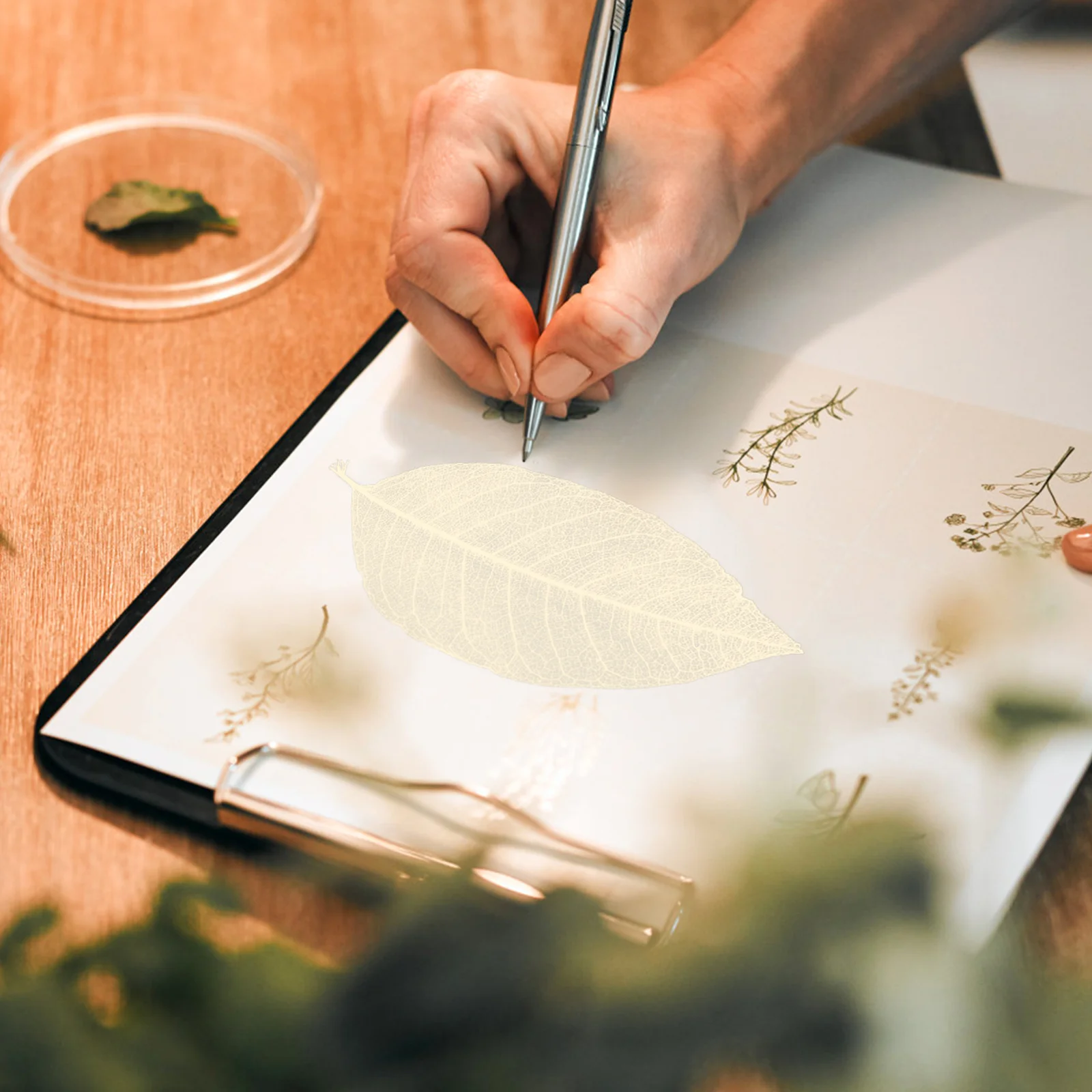 

100Pcs Magnolia Leaf Vein Specimen Dried Flowers for DIY Craft Projects Manual Art Decoration Bookmark Accessory Celebration Set