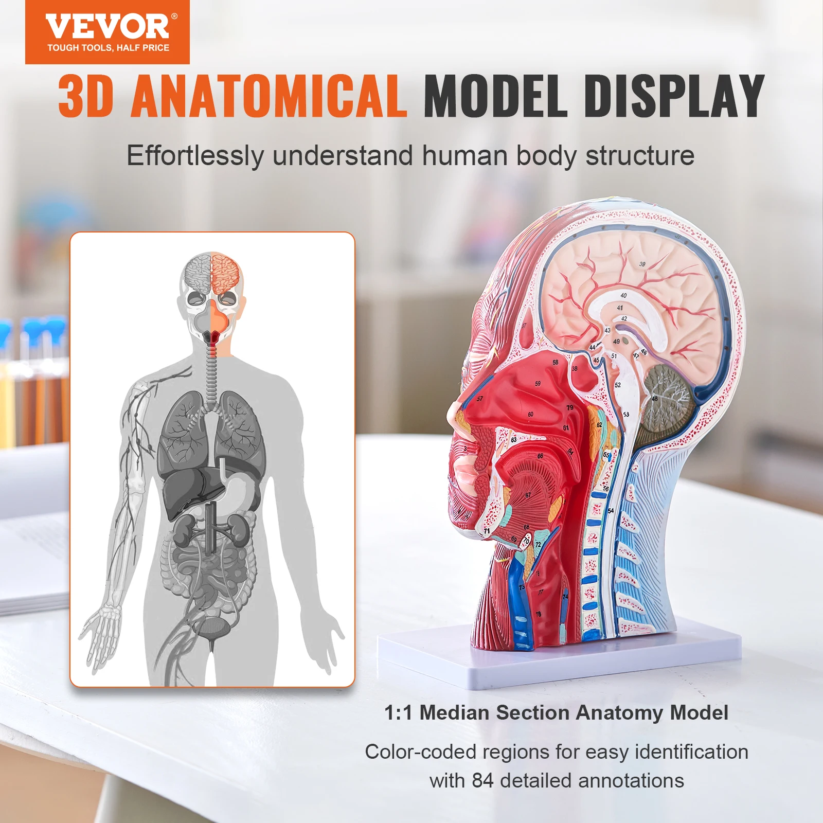 VEVOR Human Skull Mode Life-Size Painted PVC Detachable Learning Skull Model for Professional Teaching, Researching and Learning