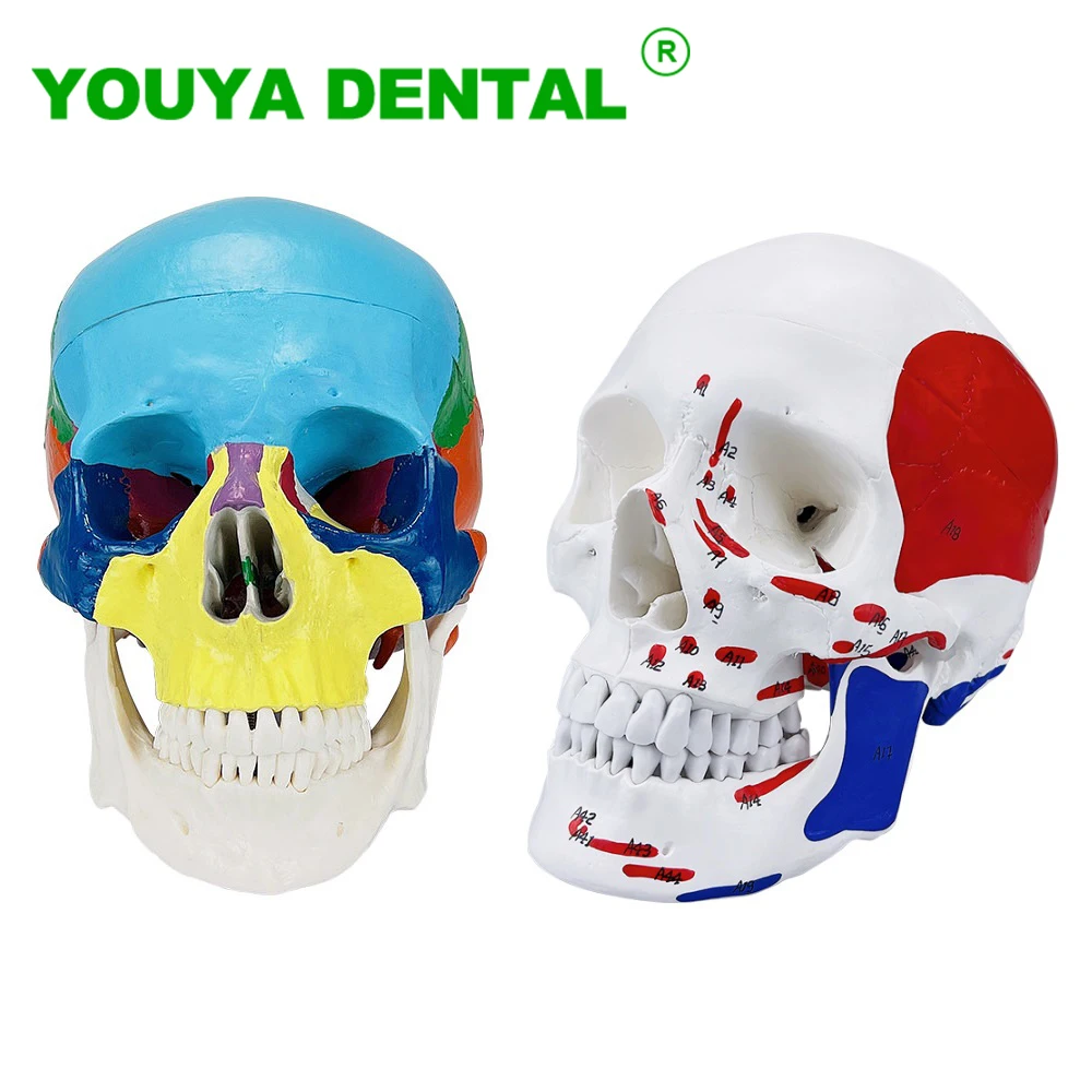 Life Size Medical Skull Model Human Skeleton Head Anatomical Anatomy Model With Removable Skull Cap Studying Teaching Supplies