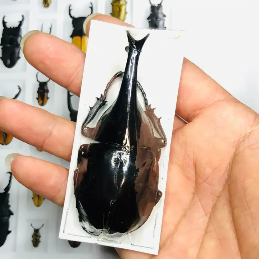 

Настоящий образец насекомых, атлас чалькокомы, ключевой бох, стимпанк, обучение насекомых, коллекция исследований, хобби, сделай сам, поделки, украшение дома