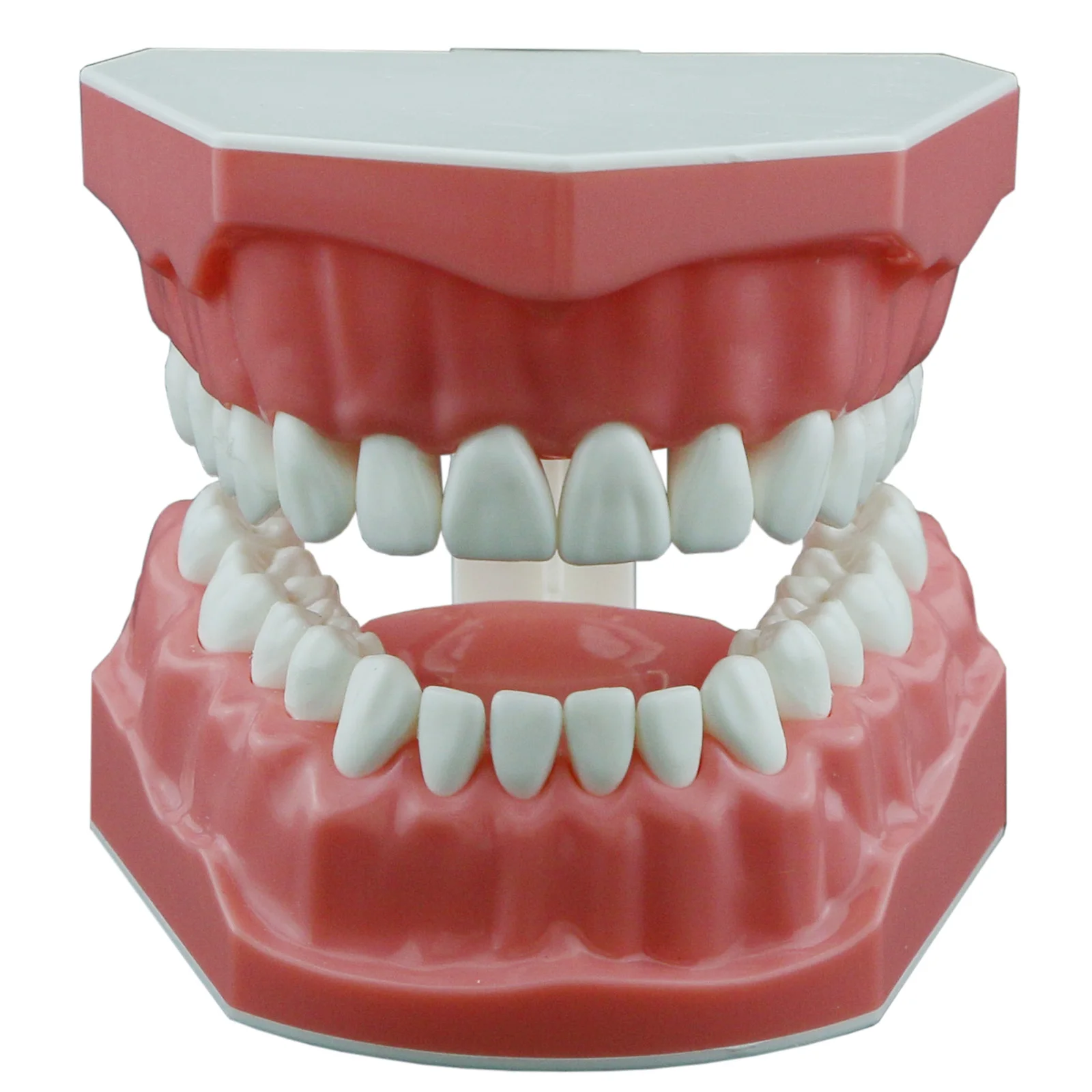 Dental Teeth Model Typodont Demonstration Denture Kids Brush Teeth Dental Supplies Teaching Studying Standard Size