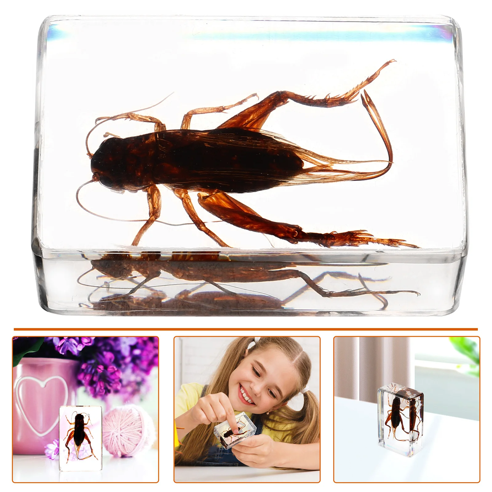 

Cricket Decoration Crafts Science Collection Education Tool Creative Gift Resin Ornament Decorative Cricket Specimen Collection