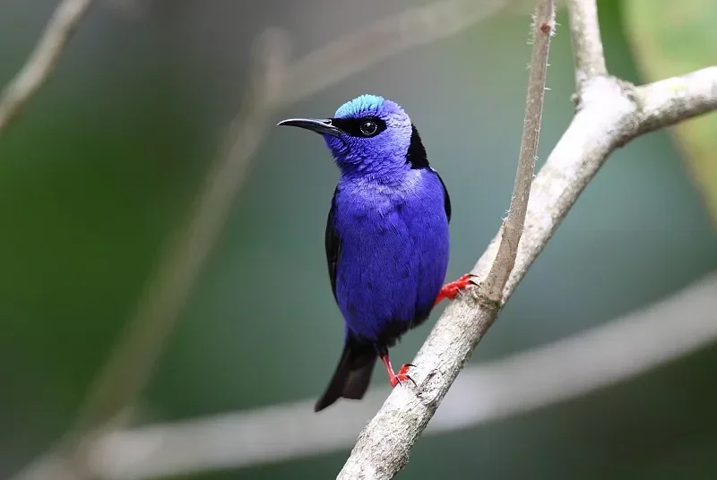 

9500E & 9501E 1:16 4WD RC Buggy - 40km/h High Speed, Powerful Off-Road Rock Crawler Toys