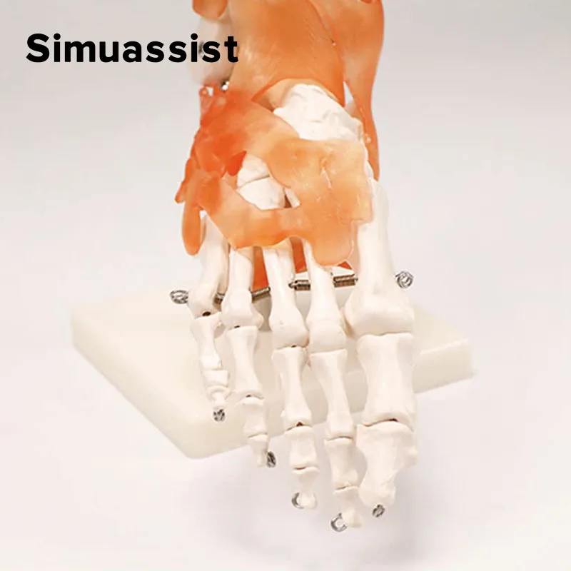 Foot Joint Model with Ligaments Foot and Ankle Model Foot Anatomy Model Life Size Teaching Demonstration